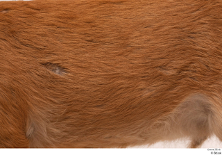 European roe deer belly body fur 0001.jpg